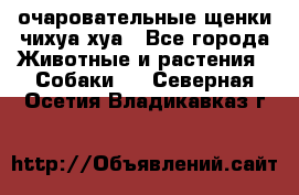 очаровательные щенки чихуа-хуа - Все города Животные и растения » Собаки   . Северная Осетия,Владикавказ г.